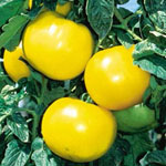 Sementes de Tomates - Lemon Boy: 20 Sementes